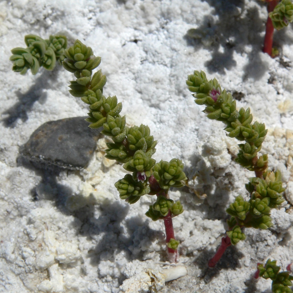 Nitrophila mohavensis (Amargosa nitrophila), native California herb