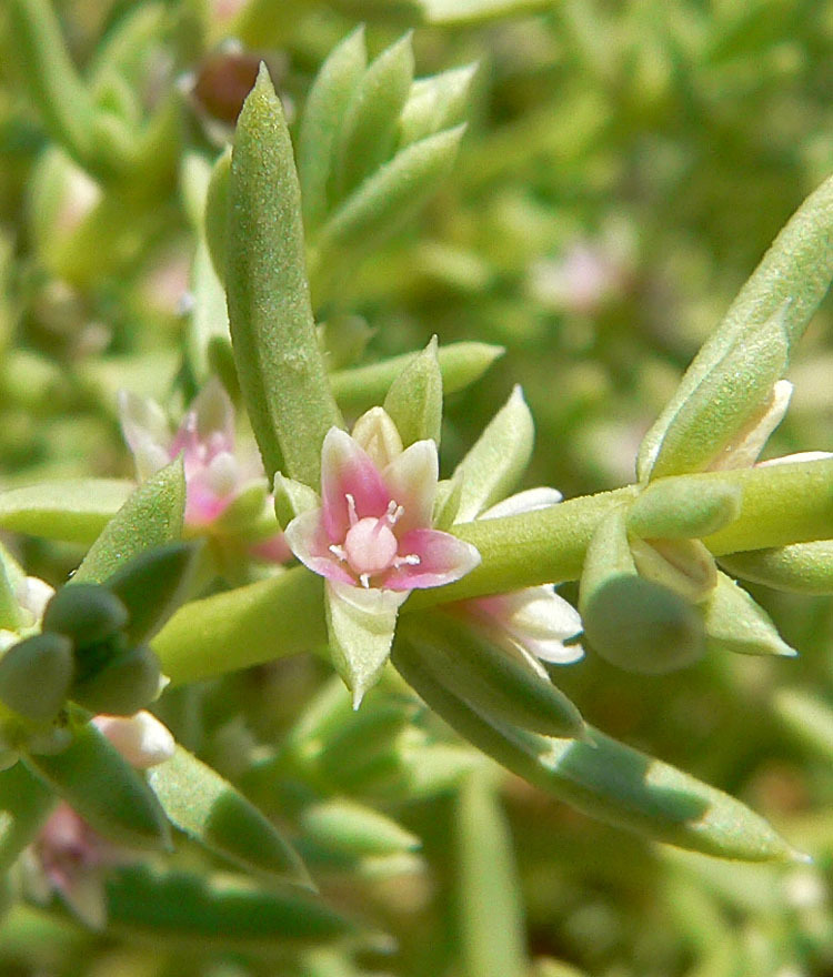 Nitrophila sp., native California perennial