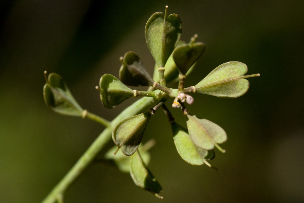 Noccaea fendleri subsp. glauca, native California herb