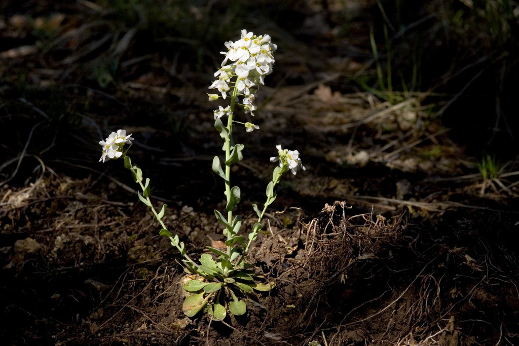 Noccaea sp., native California perennial