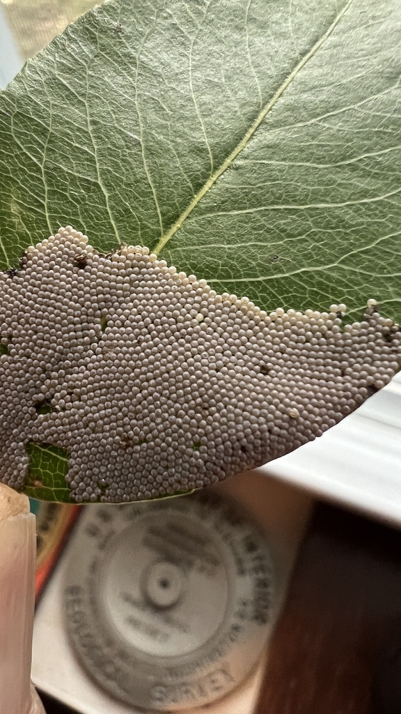 Noctua pronuba (European Yellow Underwing), California species
