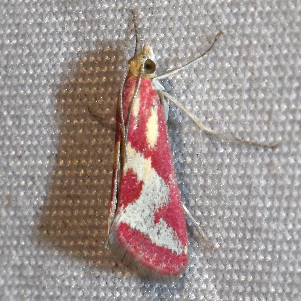 Noctueliopsis aridalis, California species