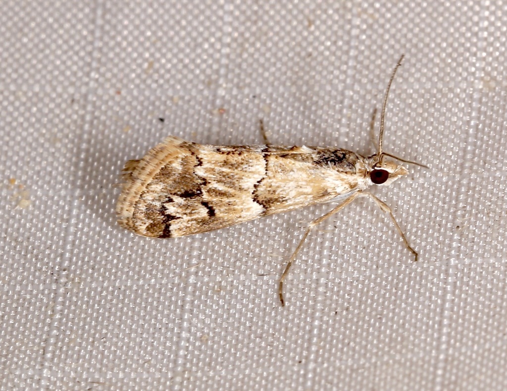 Noctueliopsis brunnealis, California species