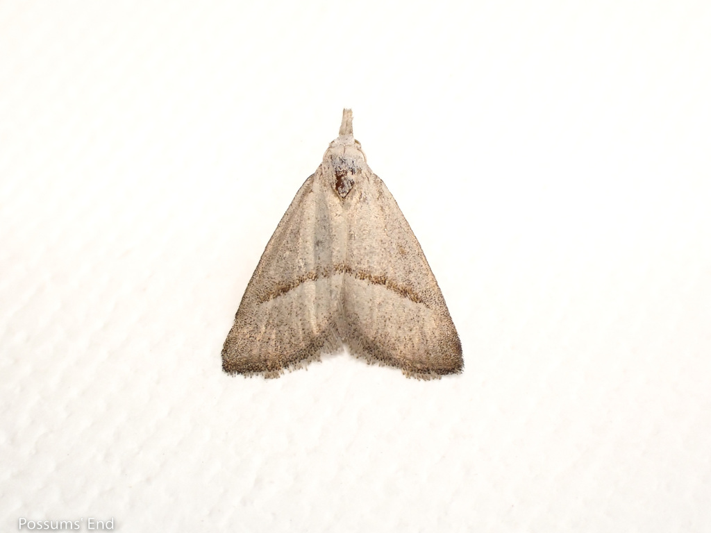 Nola involuta, California species