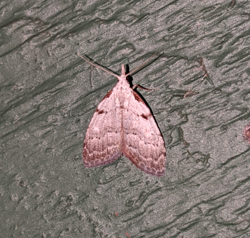 Nola minna (Ceanothus Nola Moth), California species