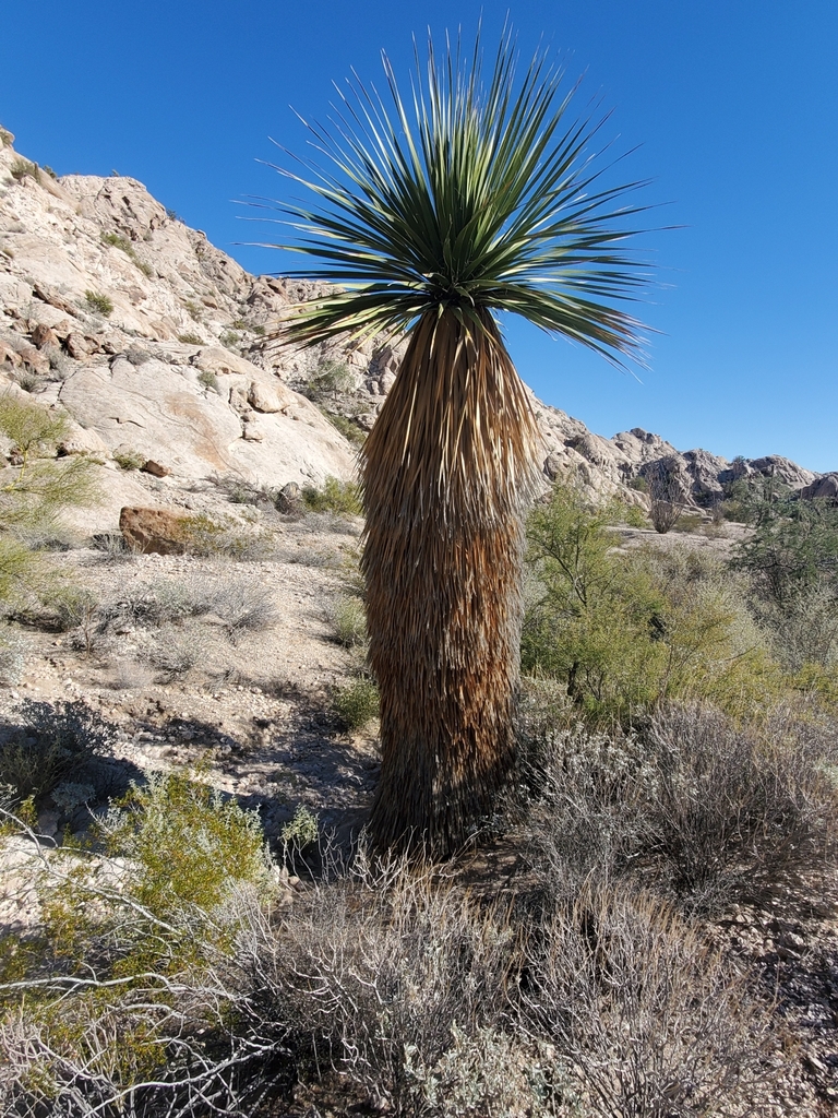 Nolina bigelovii (Bigelow's nolina), native California shrub / tree