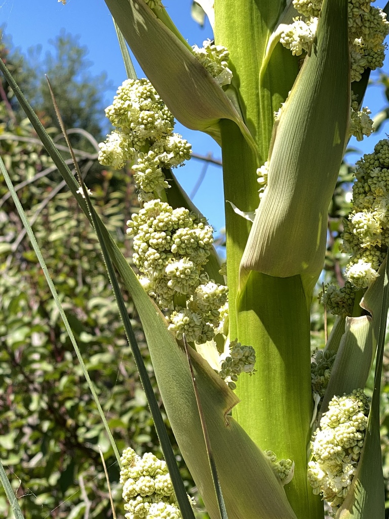 Nolina cismontana (Chaparral nolina), native California shrub