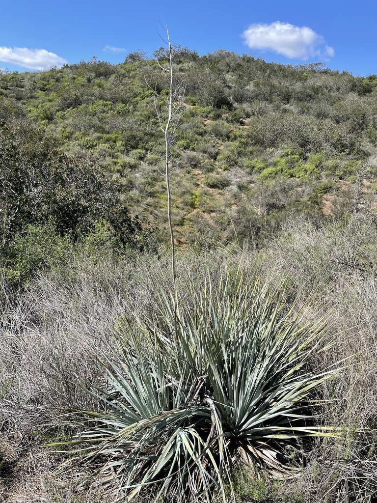 Nolina interrata (Dehesa nolina), native California shrub