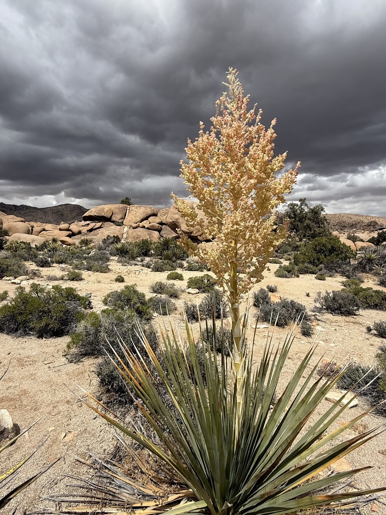 Nolina parryi (Parry's beargrass), native California shrub / tree
