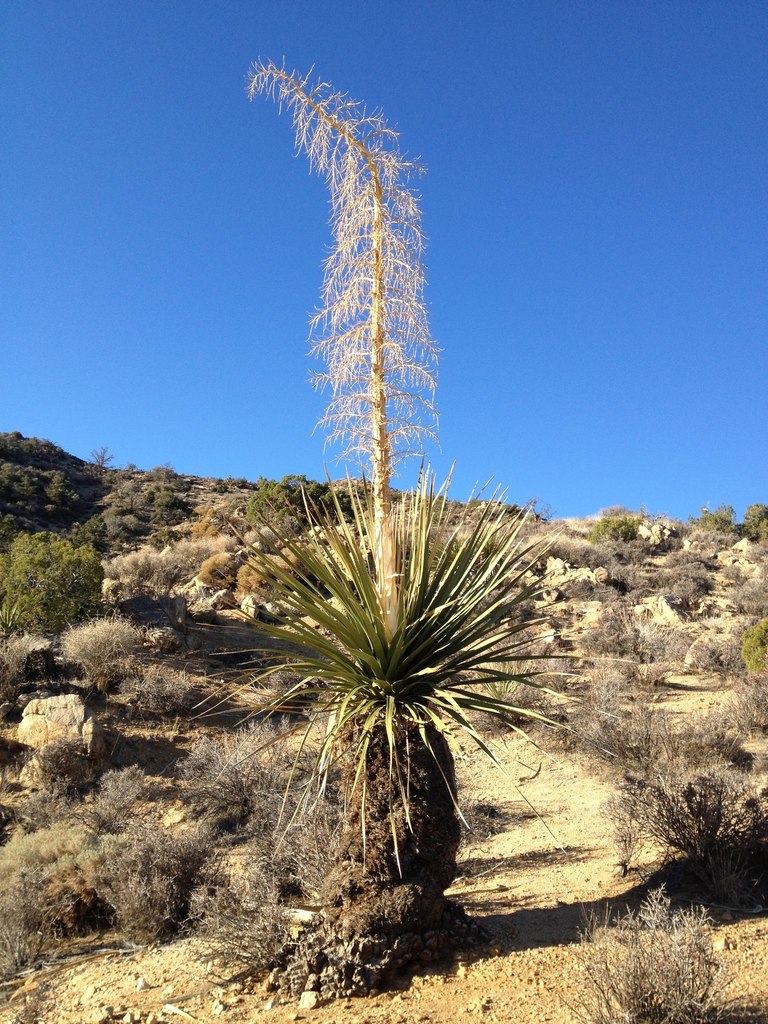 Nolina sp. (Beargrass), native California perennial