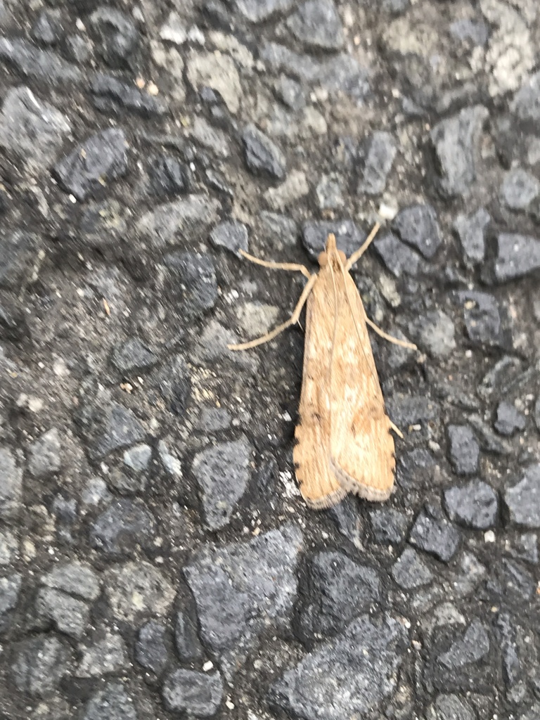 Nomophila nearctica (Lucerne Moth), California species