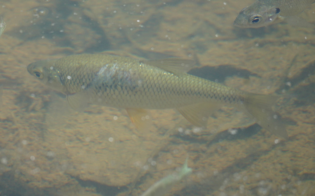 Notemigonus crysoleucas (Golden shiner), California species