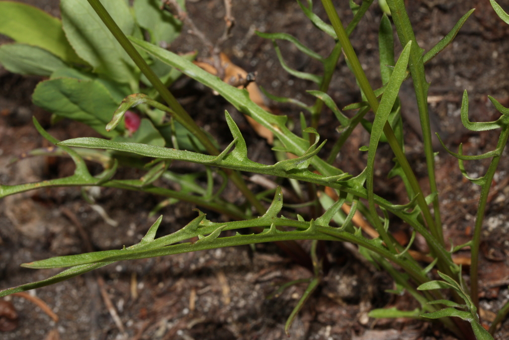 Nothocalais alpestris (Alpine lake false-dandelion), native California herb