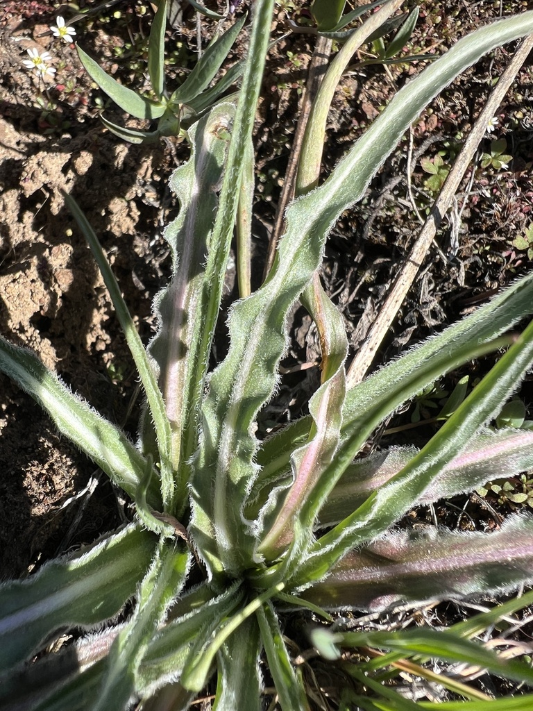 Nothocalais troximoides (Sagebrush false-dandelion), native California herb