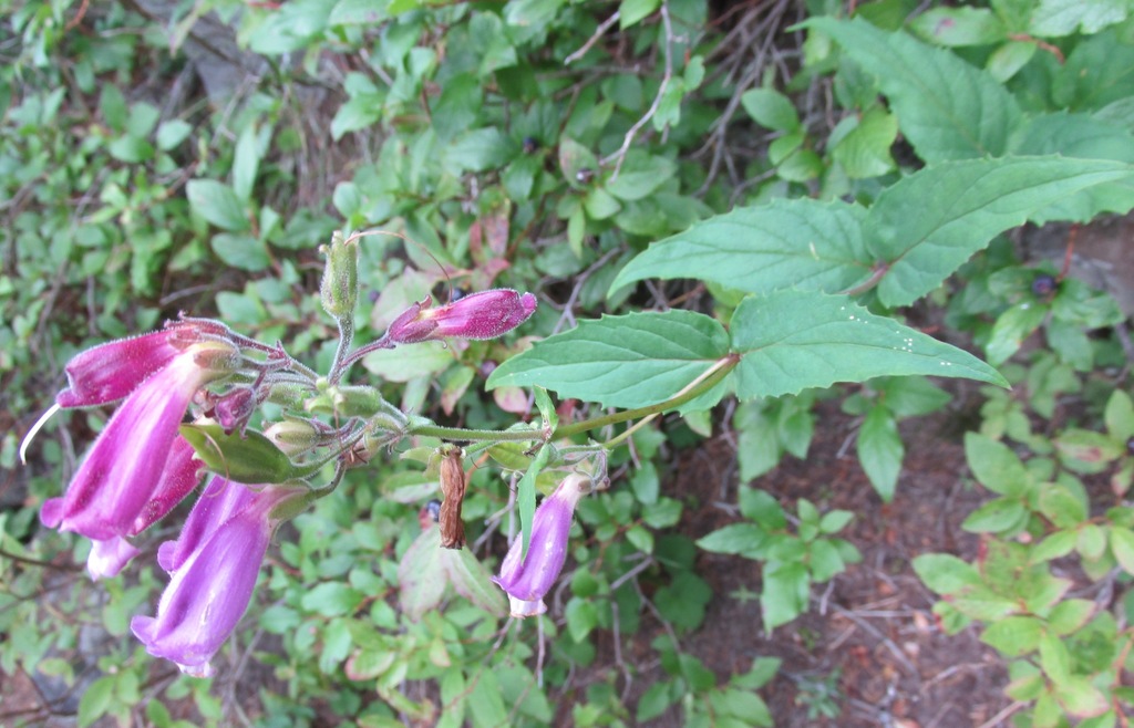 Nothochelone sp., native California annual