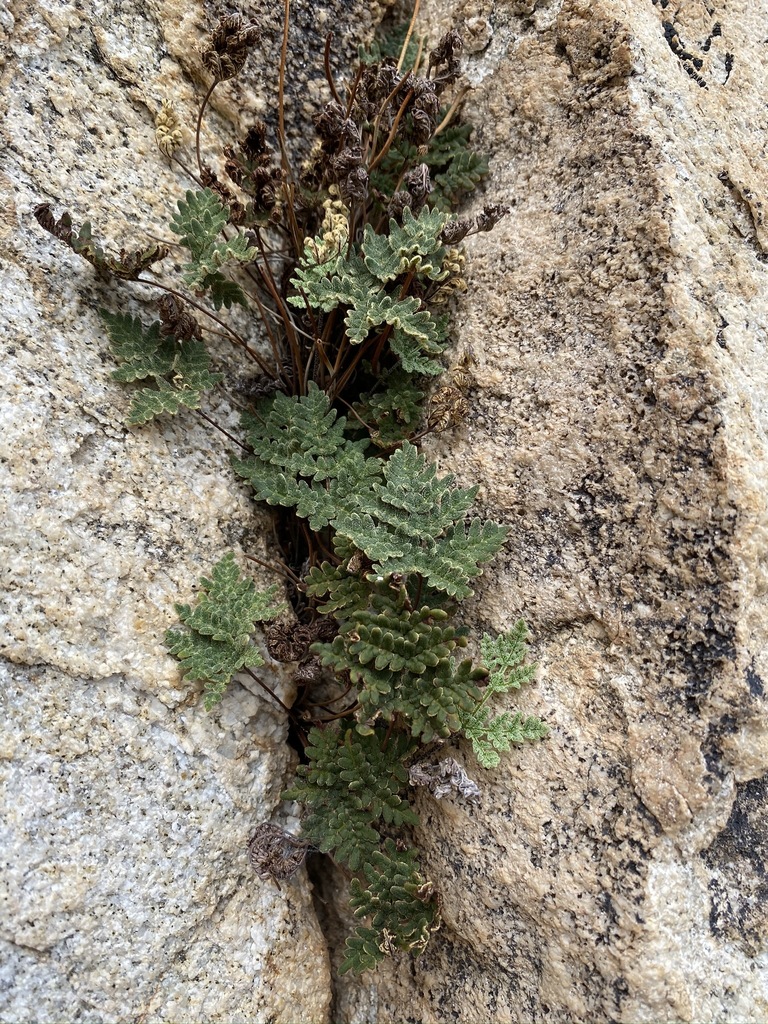 Notholaena californica (California cloak-fern), native California herb