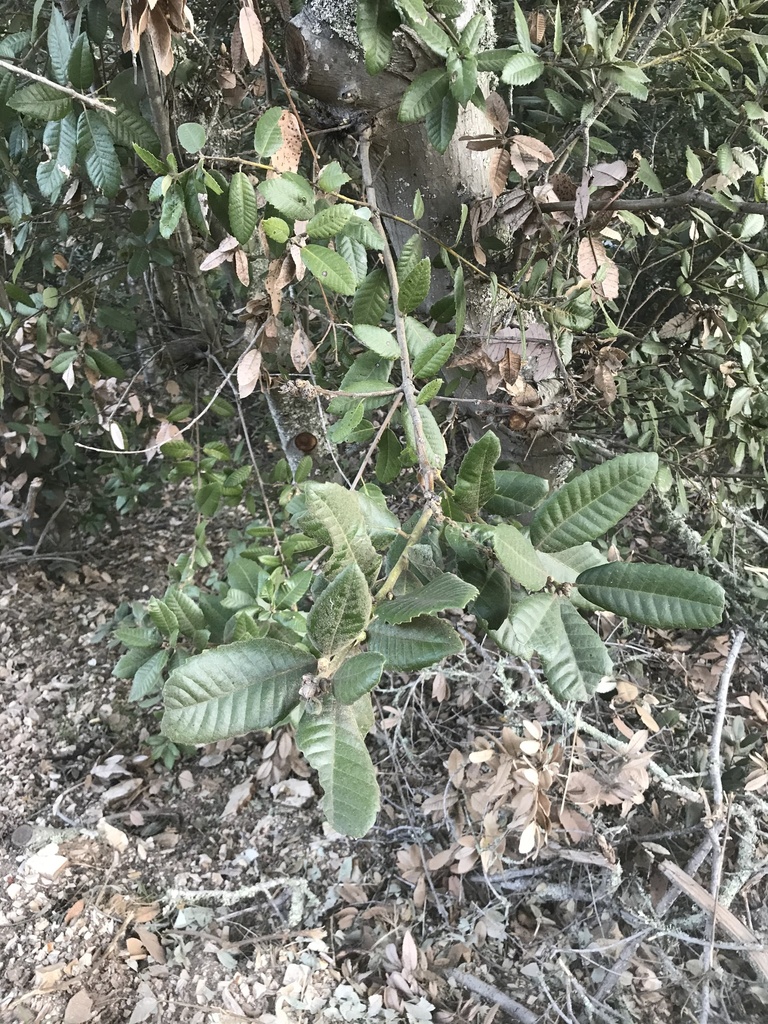 Notholithocarpus densiflorus (Tanoak), native California shrub / tree