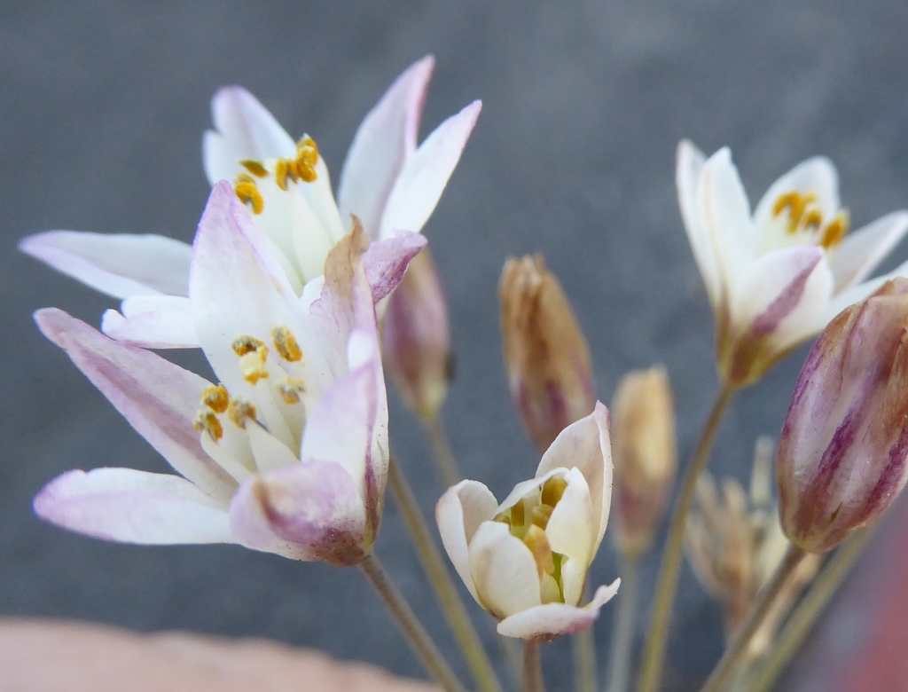Nothoscordum gracile (Slender false garlic), non-native California herb