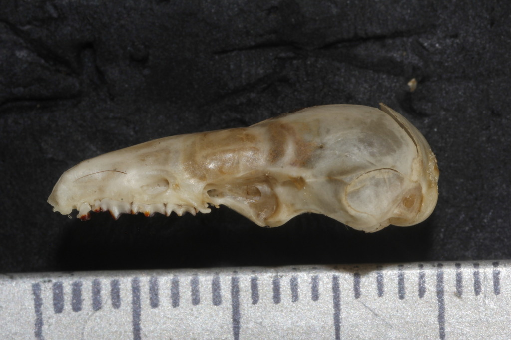Notiosorex crawfordi (Desert Shrew), California species