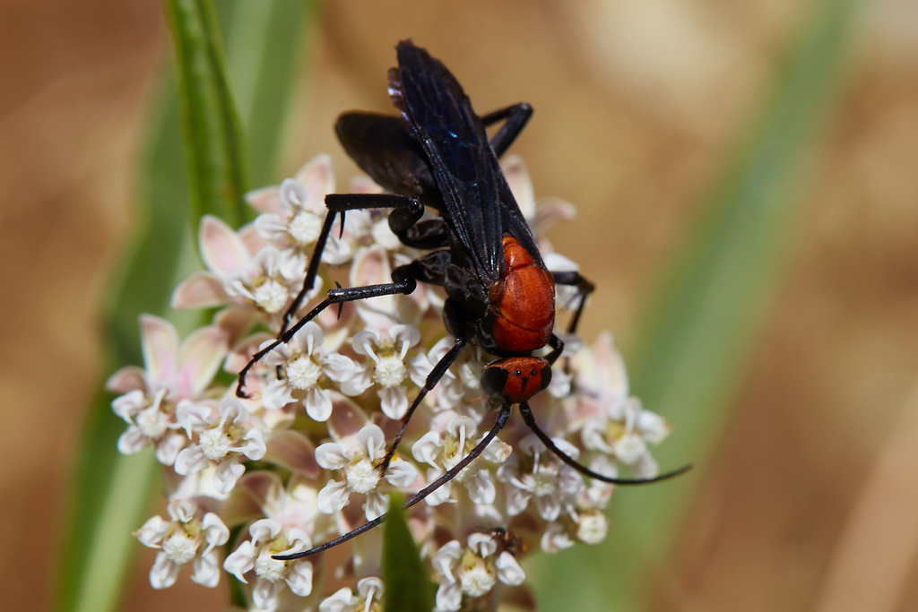 Notocyphus dorsalis, California species