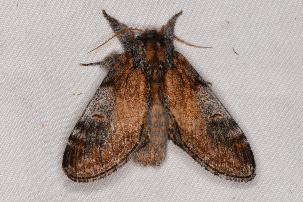 Notodonta pacifica, California species