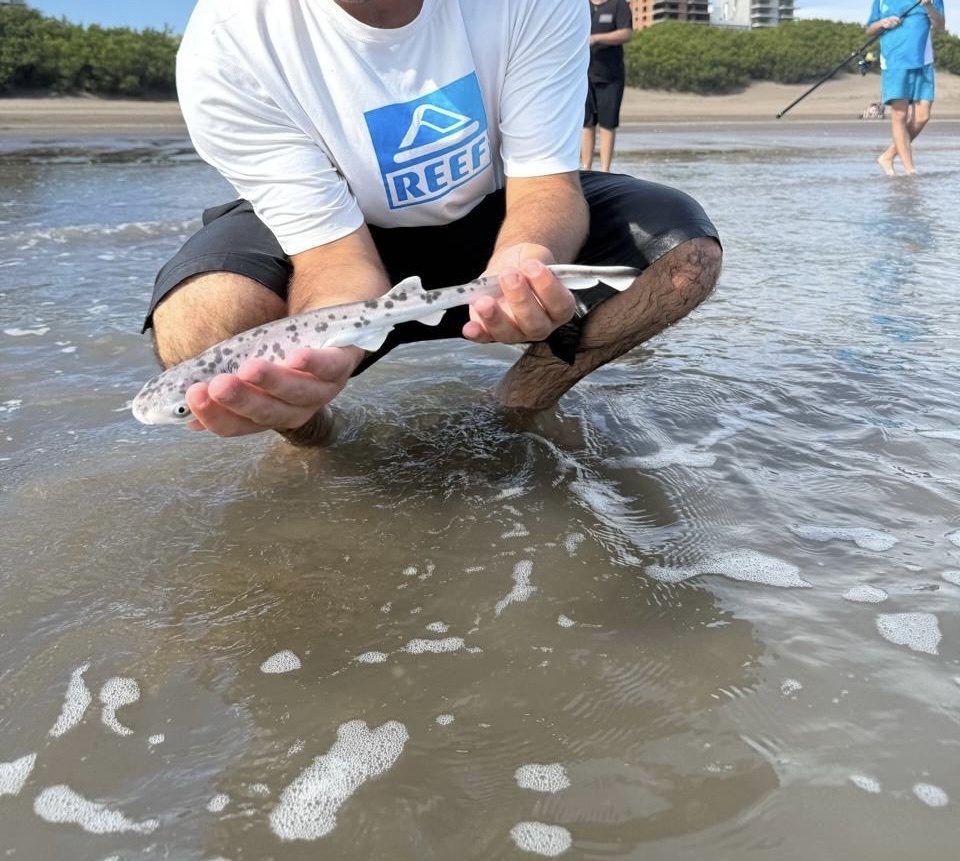 Notorynchus cepedianus (Broadnose Sevengill Shark), California species