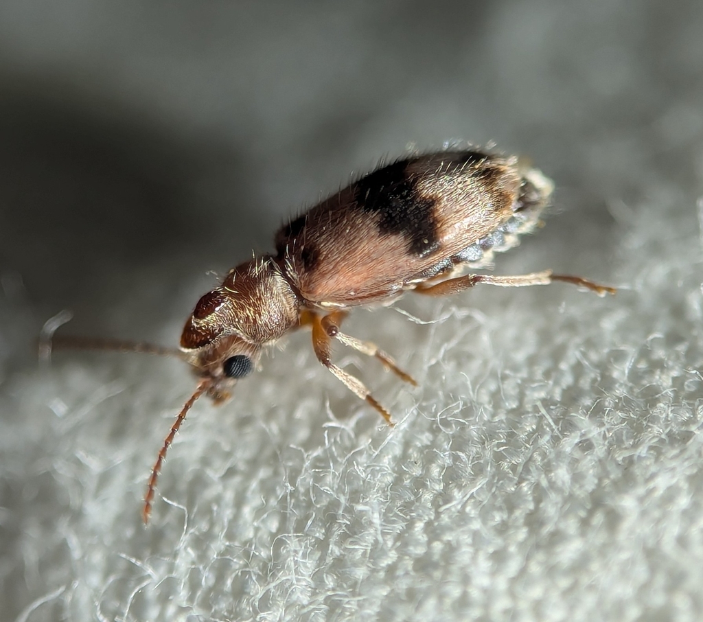 Notoxus calcaratus, California species