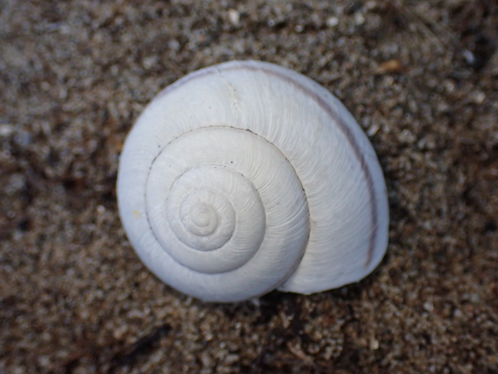 Noyo intersessa (Ten Mile Shoulderband), California species