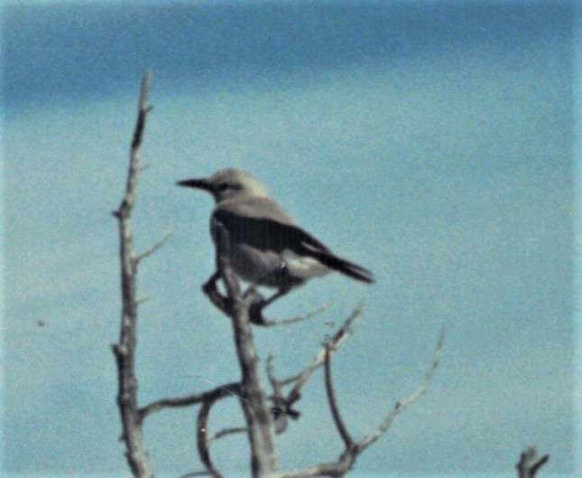 Nucifraga columbiana (Clark's Nutcracker), California species