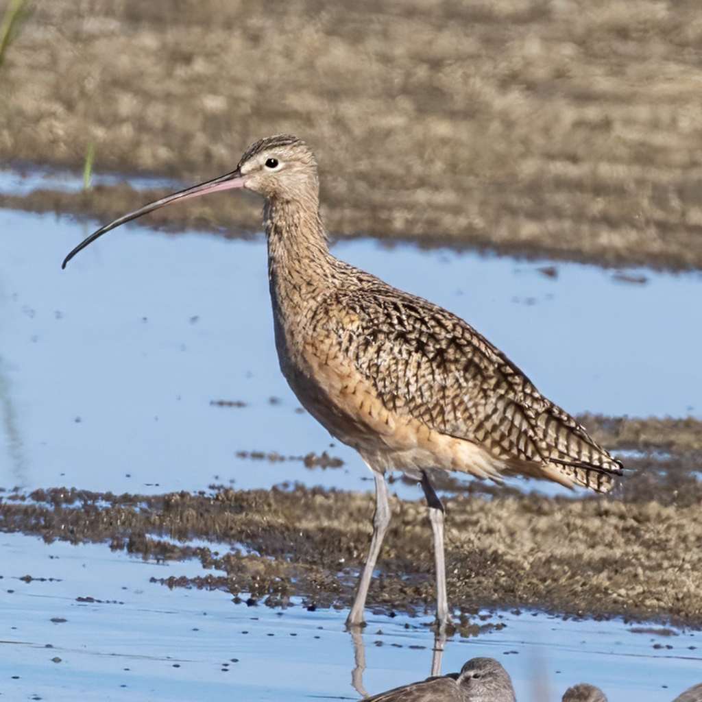 Numenius americanus (Long-billed Curlew), California species