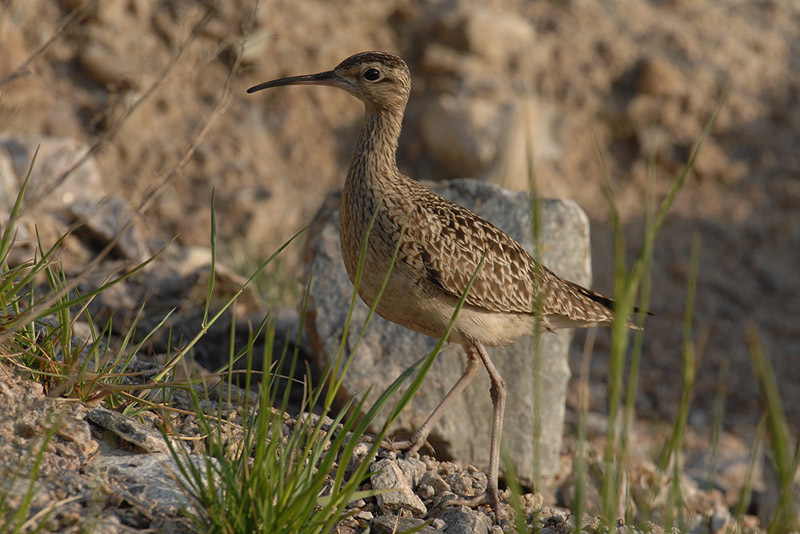 Numenius minutus (Little Curlew), California species