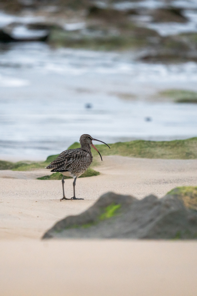 Numenius phaeopus (Whimbrel), California species