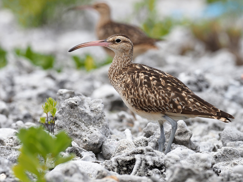 Numenius tahitiensis (Bristle-thighed Curlew), California species