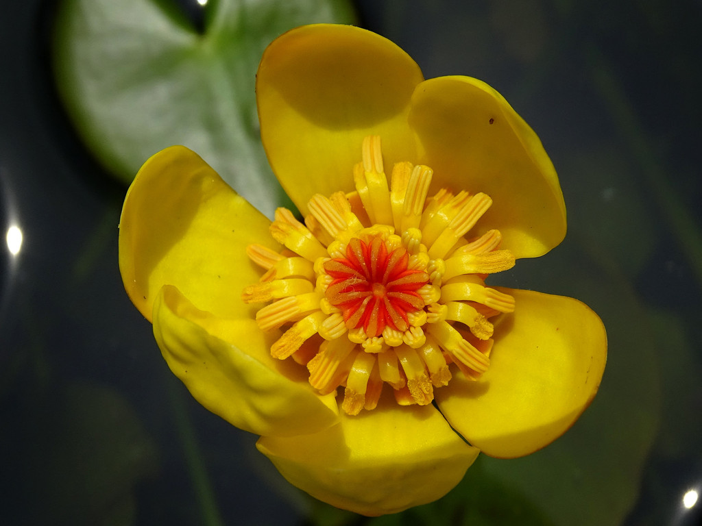 Nuphar sp. (Cow-lily), native California perennial