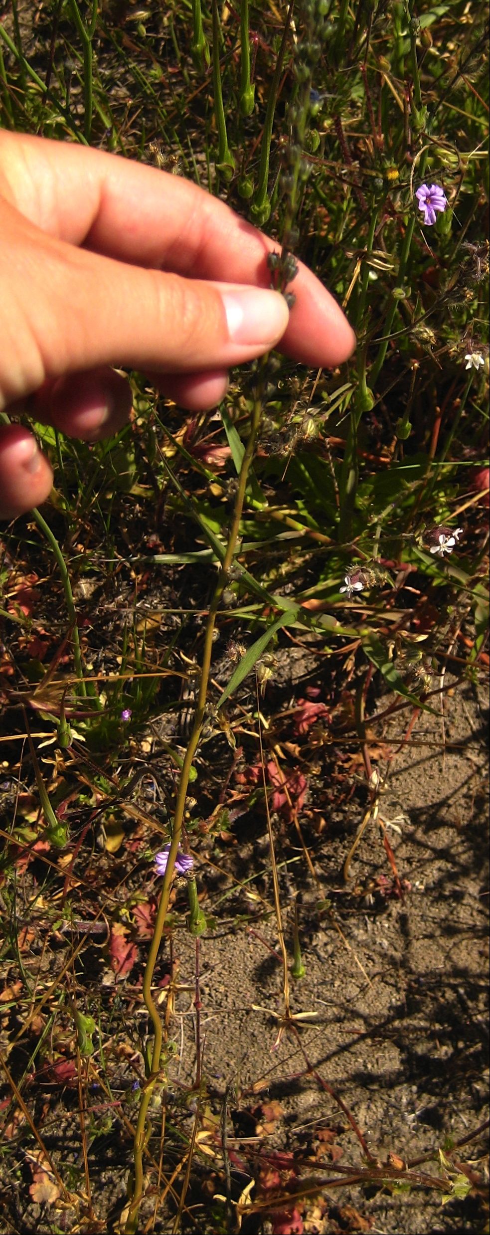 Nuttallanthus texanus (Blue toadflax), native California herb