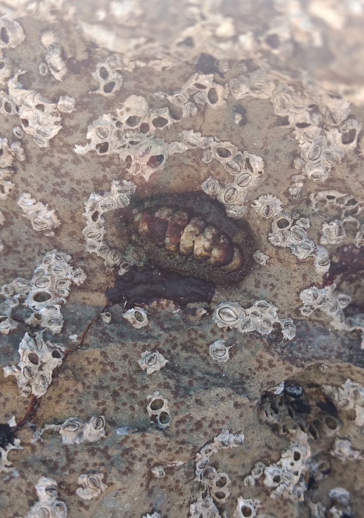 Nuttallina californica (California Spiny Chiton), California species
