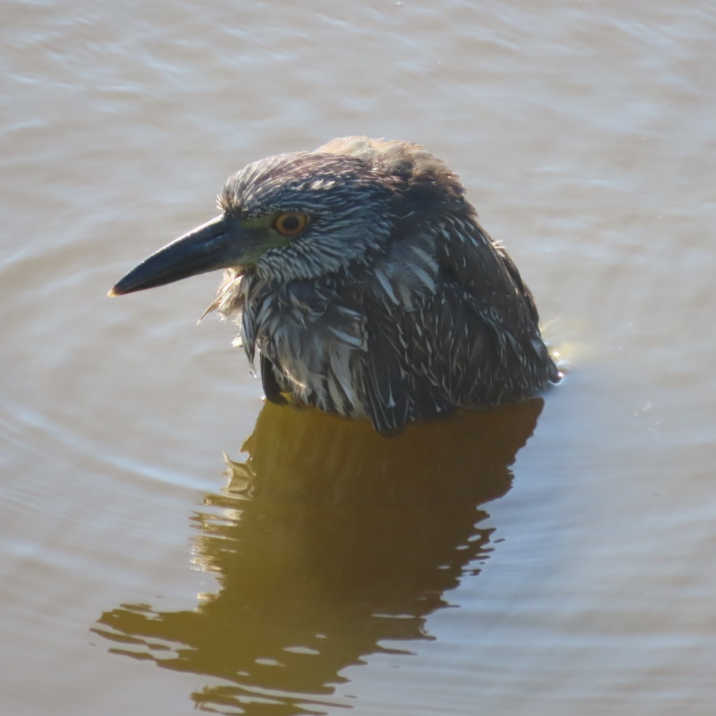 Nyctanassa violacea (Yellow-crowned Night-Heron), California species