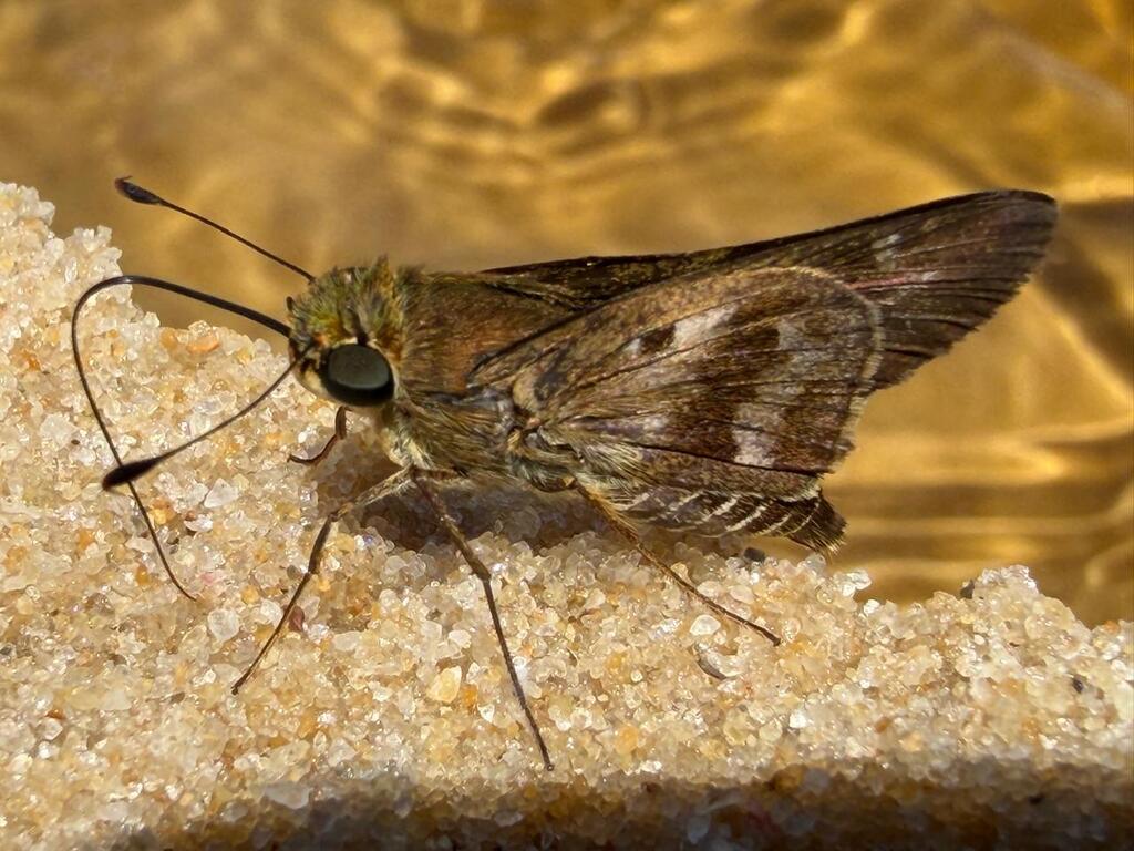 Nyctelius nyctelius (Violet-banded Skipper), California species