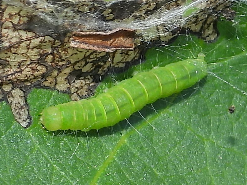 Nycteola cinereana (Grey Midget Moth), California species