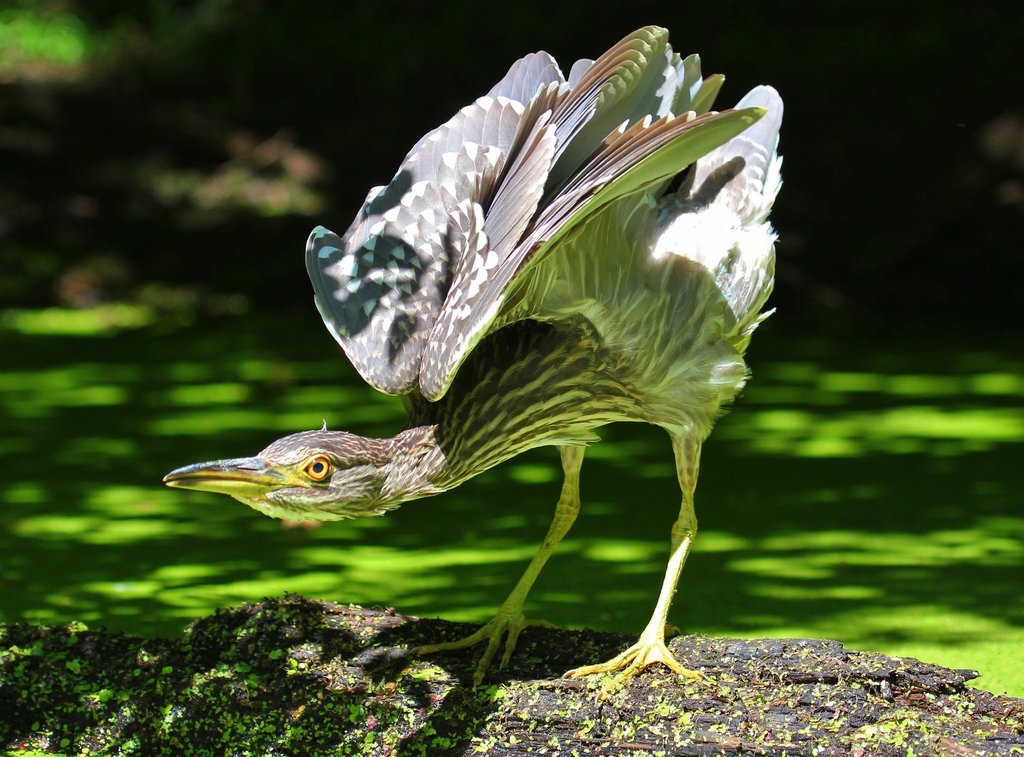 Nycticorax nycticorax (Black-crowned Night Heron), California species
