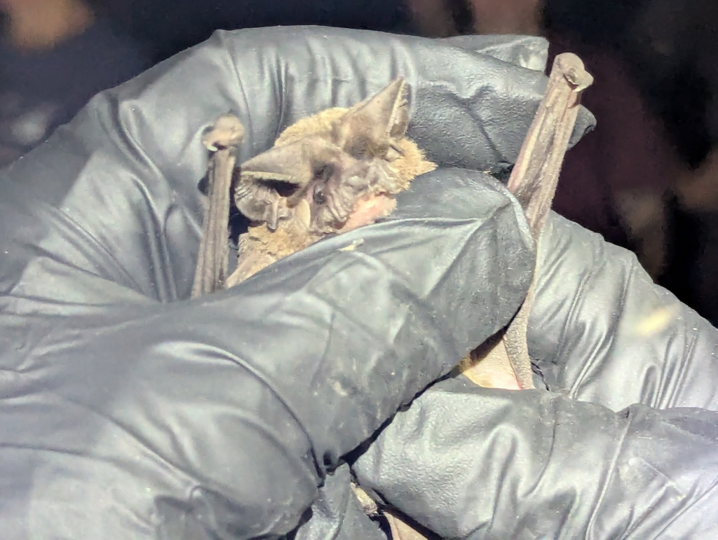 Nyctinomops femorosaccus (Pocketed Free-tailed Bat), California species