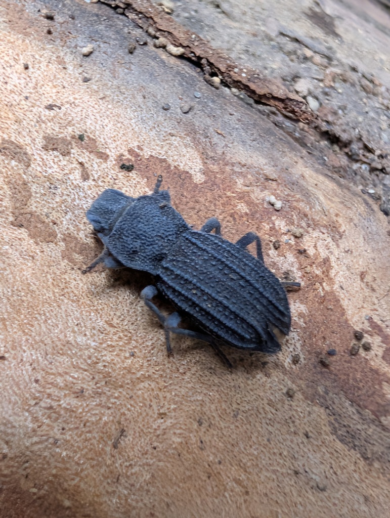 Nyctoporis carinata, California species
