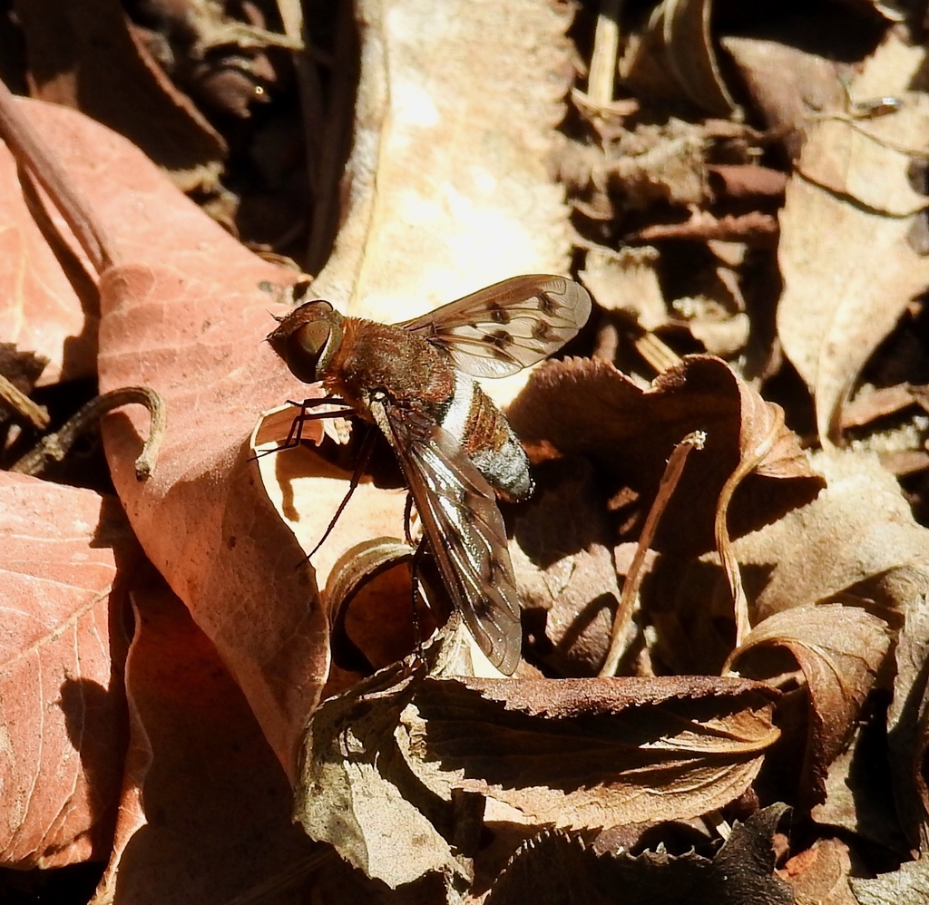 Nyia gazophylax, California species