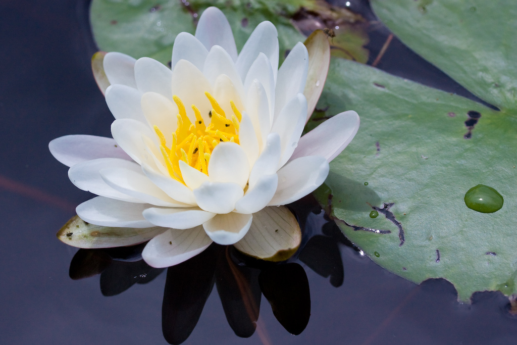 Nymphaea odorata (Fragrant or white waterlily), non-native California herb