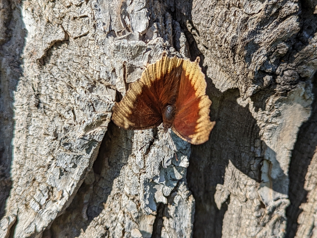 Nymphalis antiopa (Mourning Cloak), California species