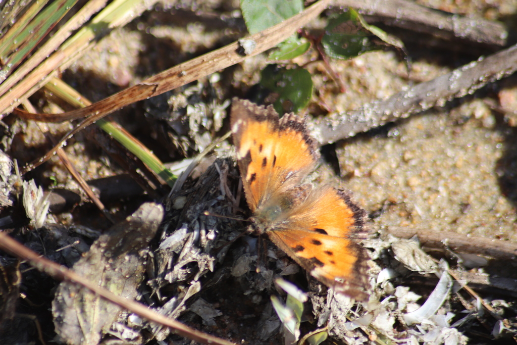 Nymphalis californica (California Tortoiseshell), California species
