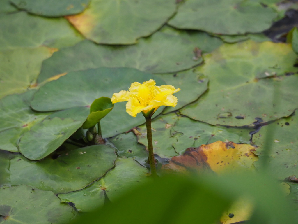 Nymphoides peltata (Water fringe), non-native California herb