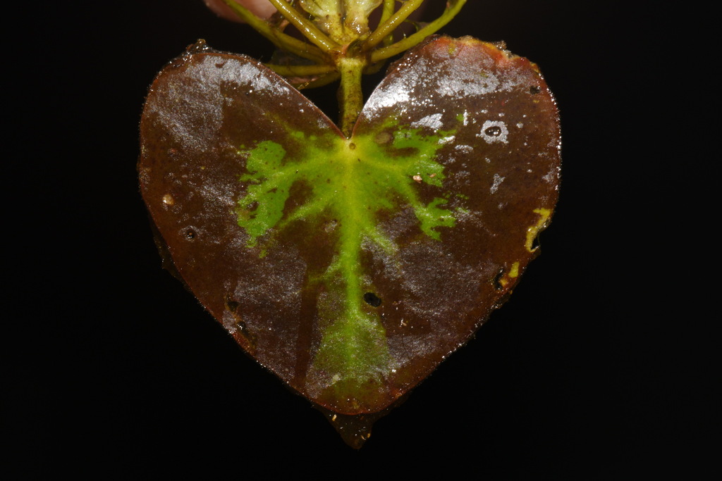 Nymphoides sp. (Floating-heart), non-native California perennial