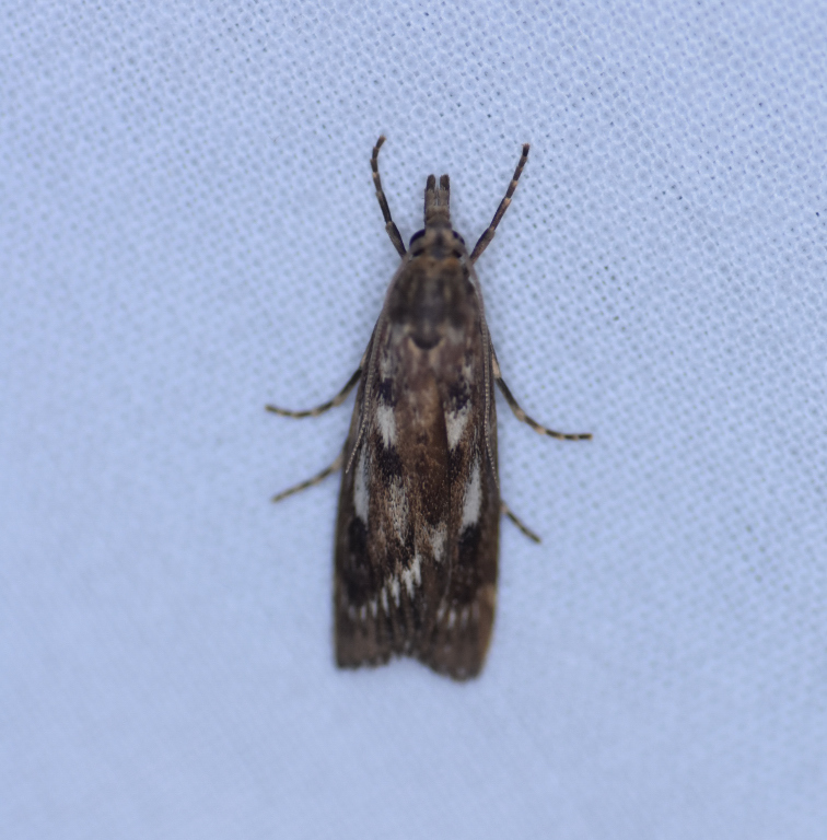 Occidentalia comptulatalis, California species