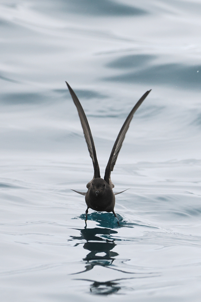 Oceanites oceanicus (Wilson's Storm-Petrel), California species